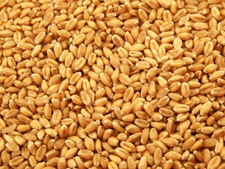 Wheat kernels