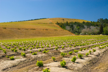 Fototapeta na wymiar Kanonkop i wzgórza winnica