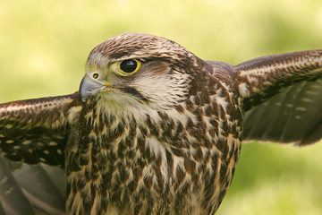 Peregrine falcon