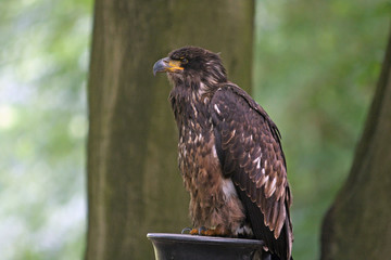 Adler