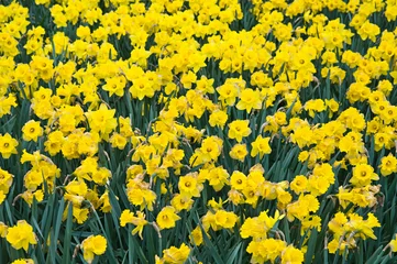Papier peint photo autocollant rond Narcisse Yellow daffodils