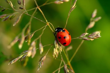 small ladybug climbing glass-blade  
