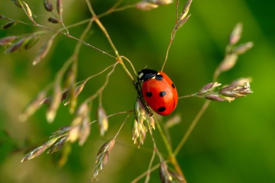 small ladybug climbing glass-blade  