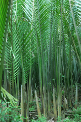 Naklejka na ściany i meble Nipah palm forest, tropical tree or leaf