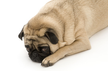 Dog Resting, Looking Sad