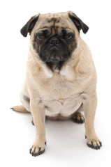 Pug Sitting