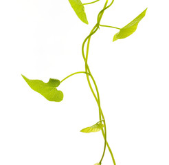 série plante - liane isolée sur fond blanc