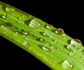 Drops