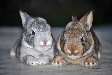 two rabbits 2