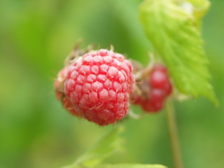 Framboise