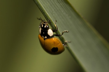 ladybird