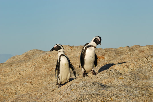 Funny Jackass Penguins
