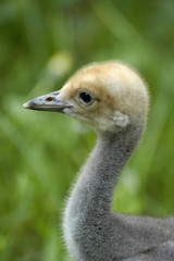 A chick of Demoiselle crane (anthropoides virgo)