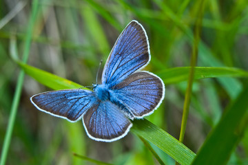 butterfly on the sheet 