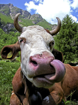 Mucca