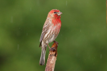 Male House Finch in Rain