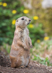 Prairie Dog