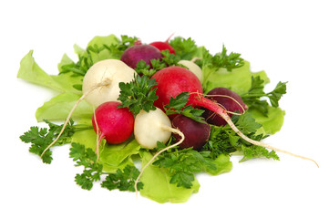 Fresh tasty greens and radish