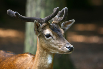 Reh © Petra Kohlstädt