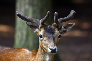 Reh © Petra Kohlstädt