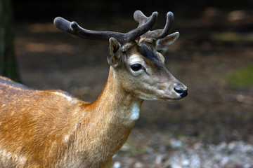 Reh © Petra Kohlstädt