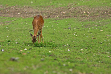 Reh © Petra Kohlstädt