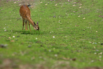 Reh © Petra Kohlstädt