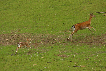 Reh © Petra Kohlstädt