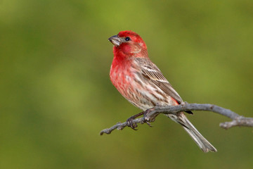 Male House Finch - Powered by Adobe