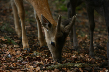 Reh © Petra Kohlstädt
