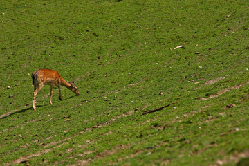 Reh © Petra Kohlstädt