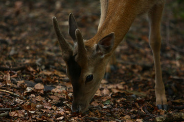 Reh © Petra Kohlstädt
