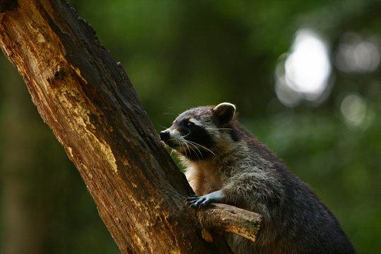 Waschb&auml;r