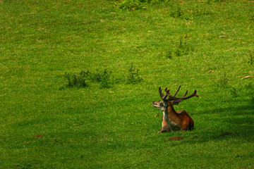 Reh © Petra Kohlstädt