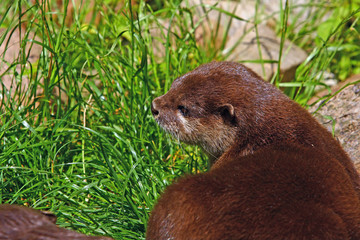 Otter