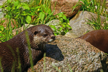 Otter