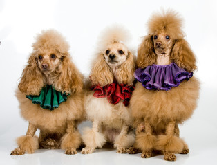 Three Poodles