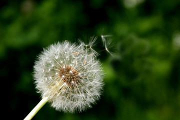 dandelion and seeds