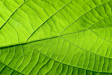 Fototapeta na wymiar green leaf close-up