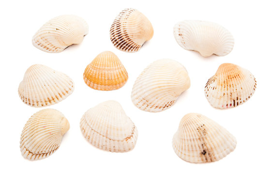 sea-shells collection