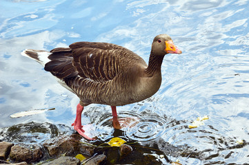 Gray goose
