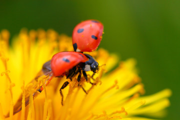 ladybug on dandelion