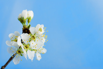 blossom apple tree over the blue