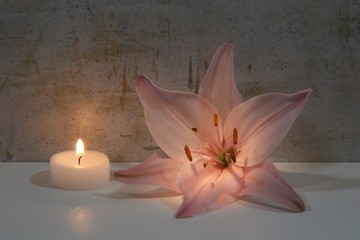 Rosa Lilie und Kerze