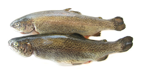 Trouts isolated in white studio