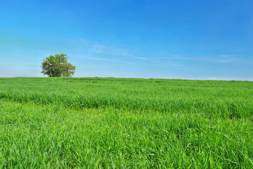 Tree in spring