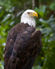 Bald Eagle Perched