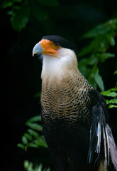 Crested Caracara Profile