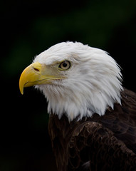 Bald Eagle Profile