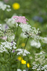 fleurs d'alpage